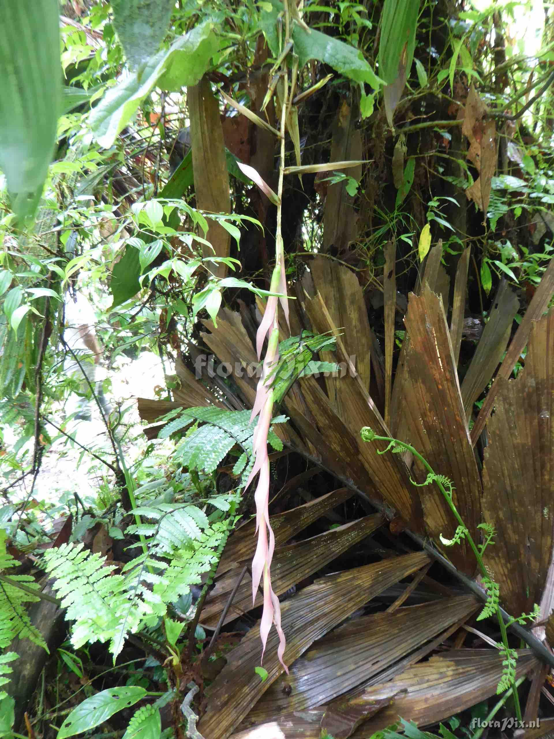 Pitcairnia sp