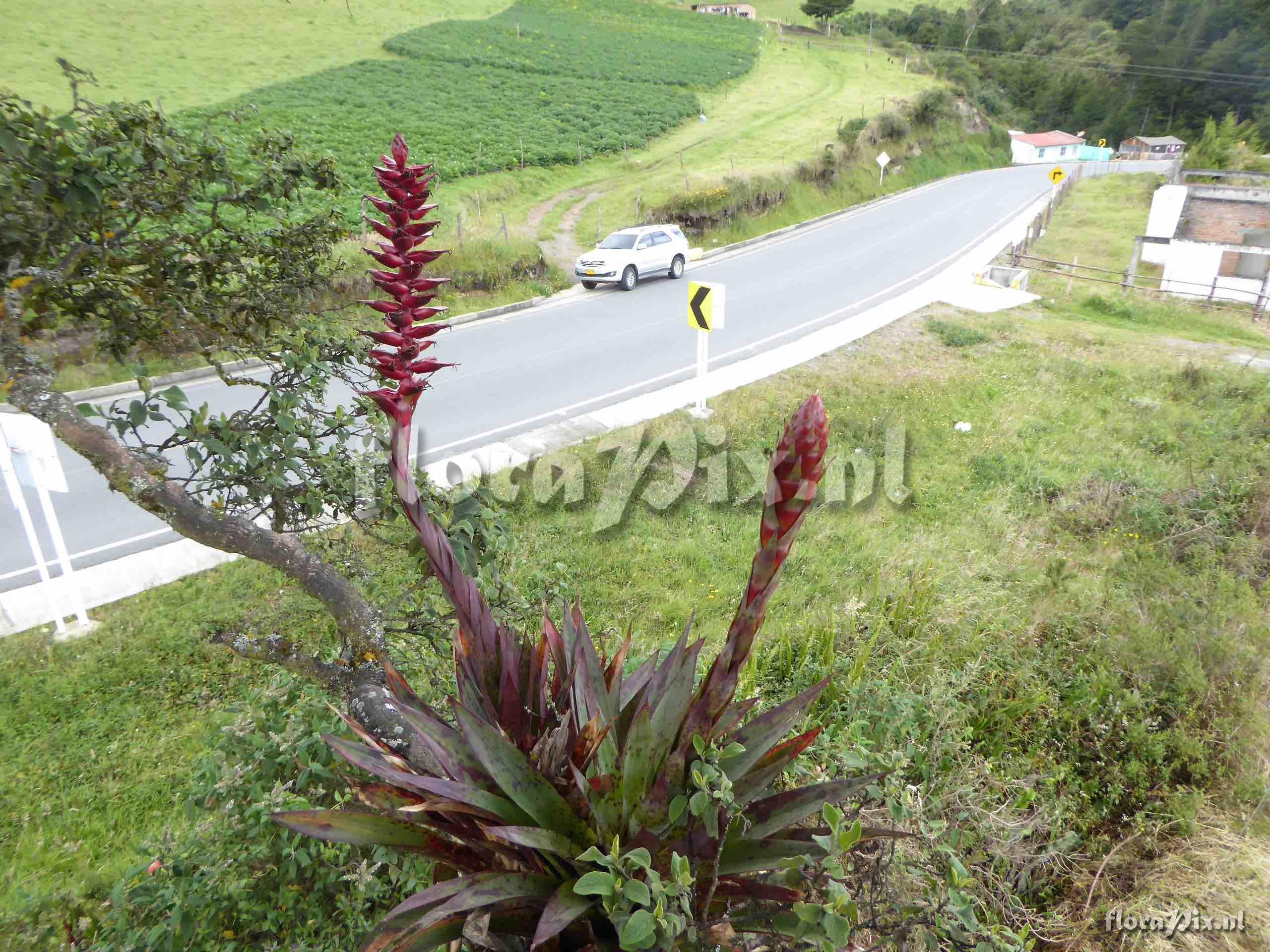 Tillandsia buseri