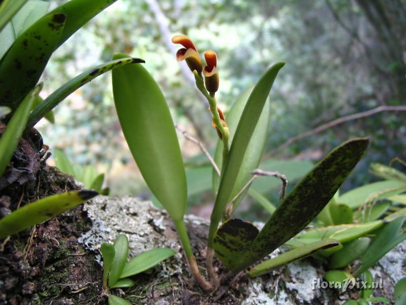 Pleurothallis aurantio-lateritia