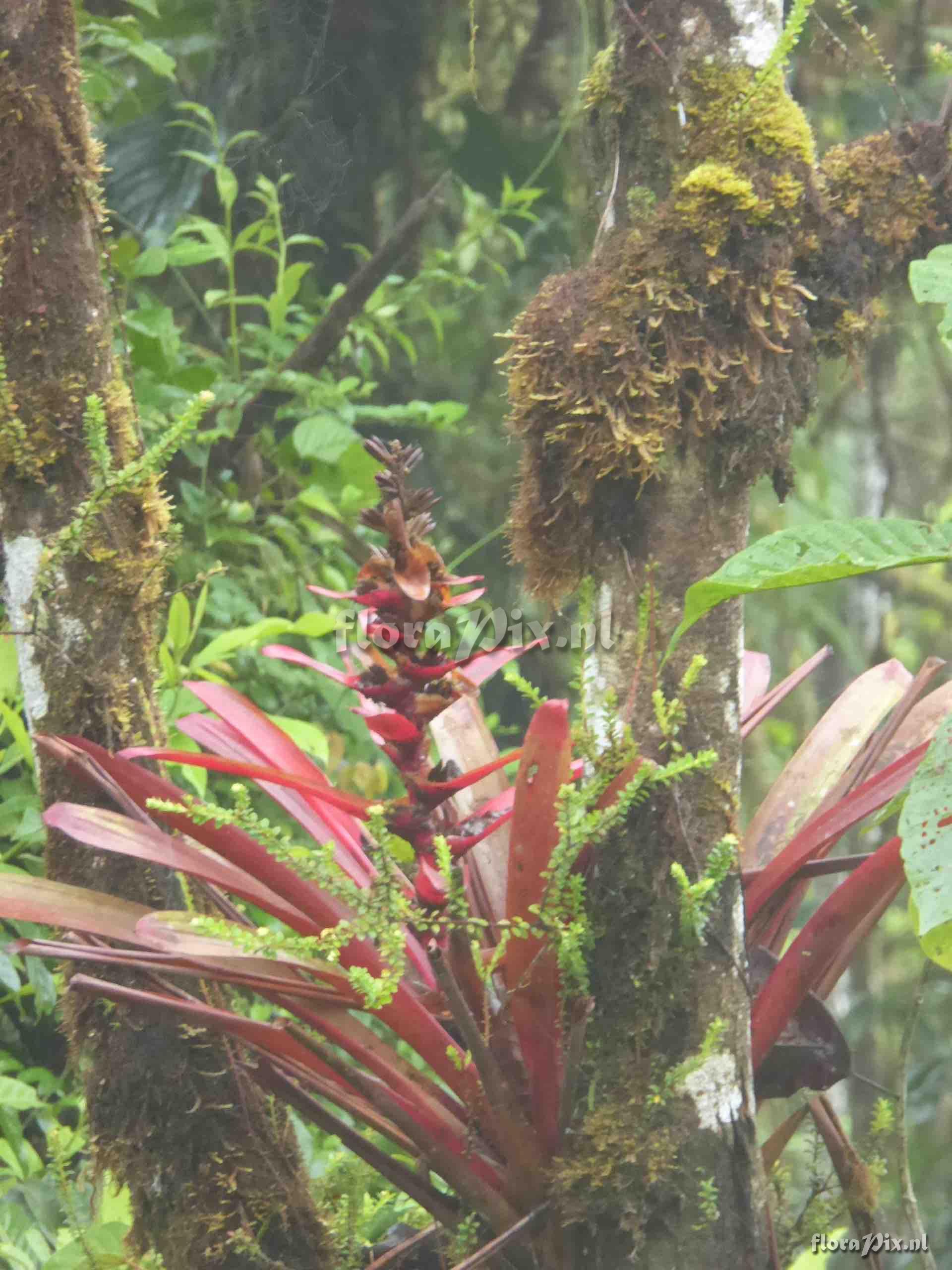 Guzmania kressii