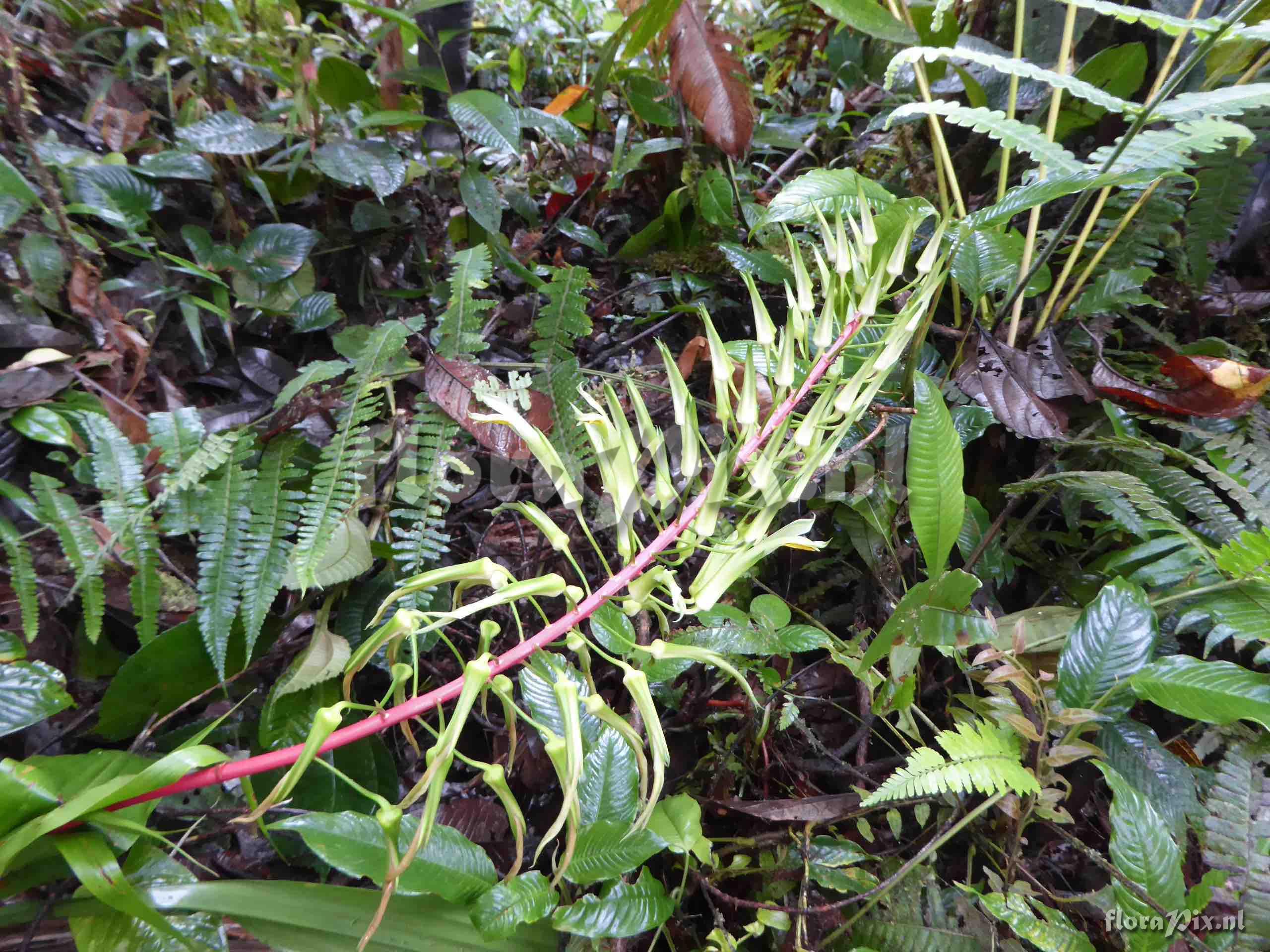 Pitcairnia spectabilis