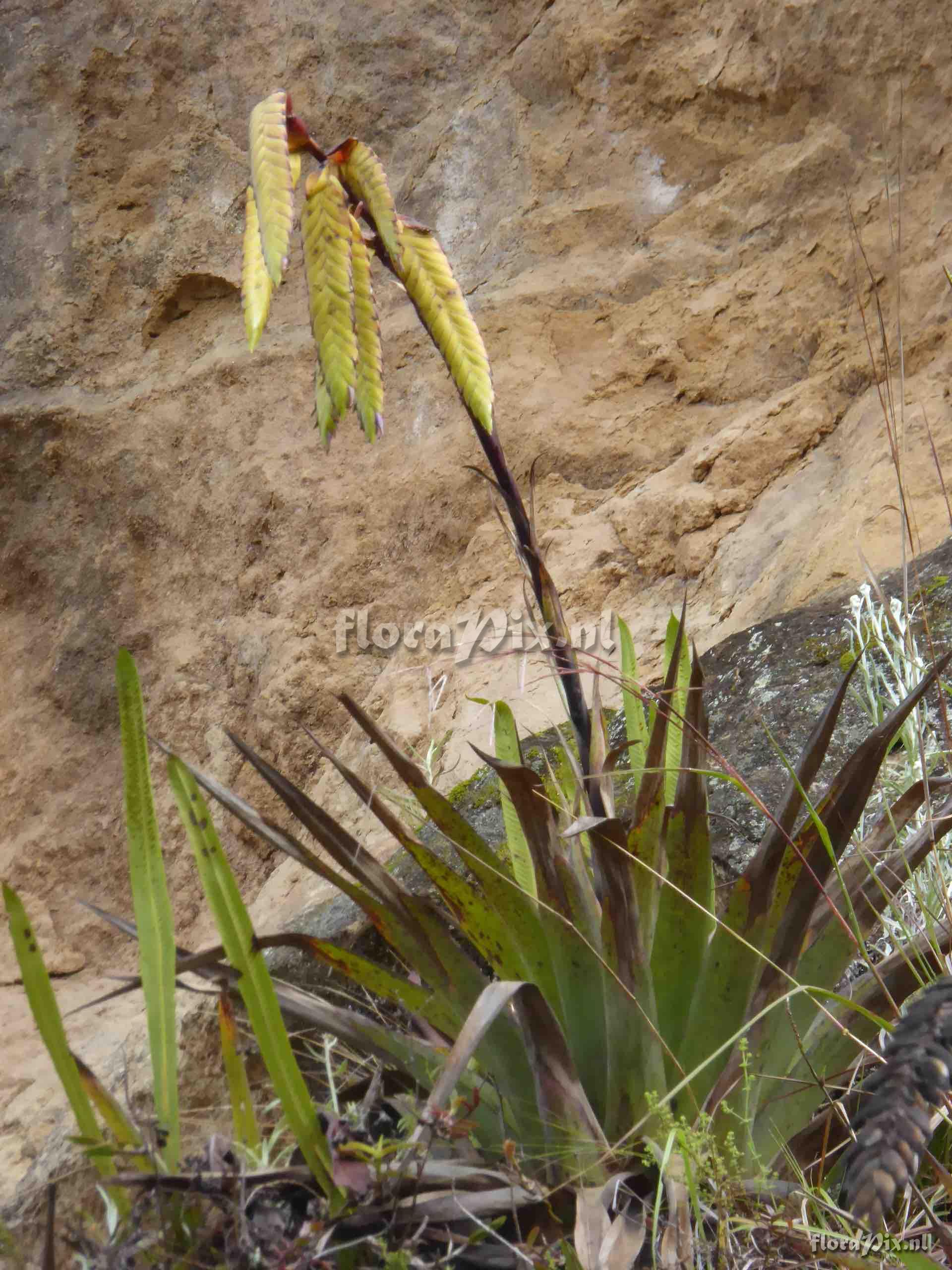 Tillandsia lajensis