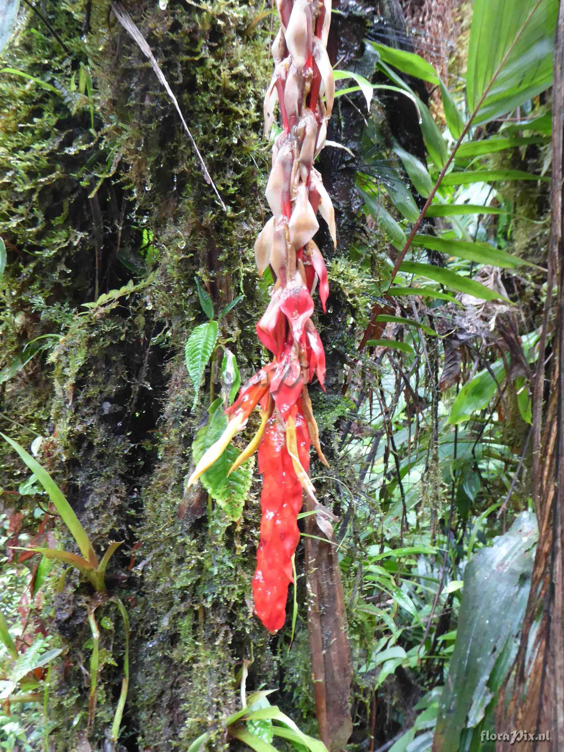 Pitcairnia elongata