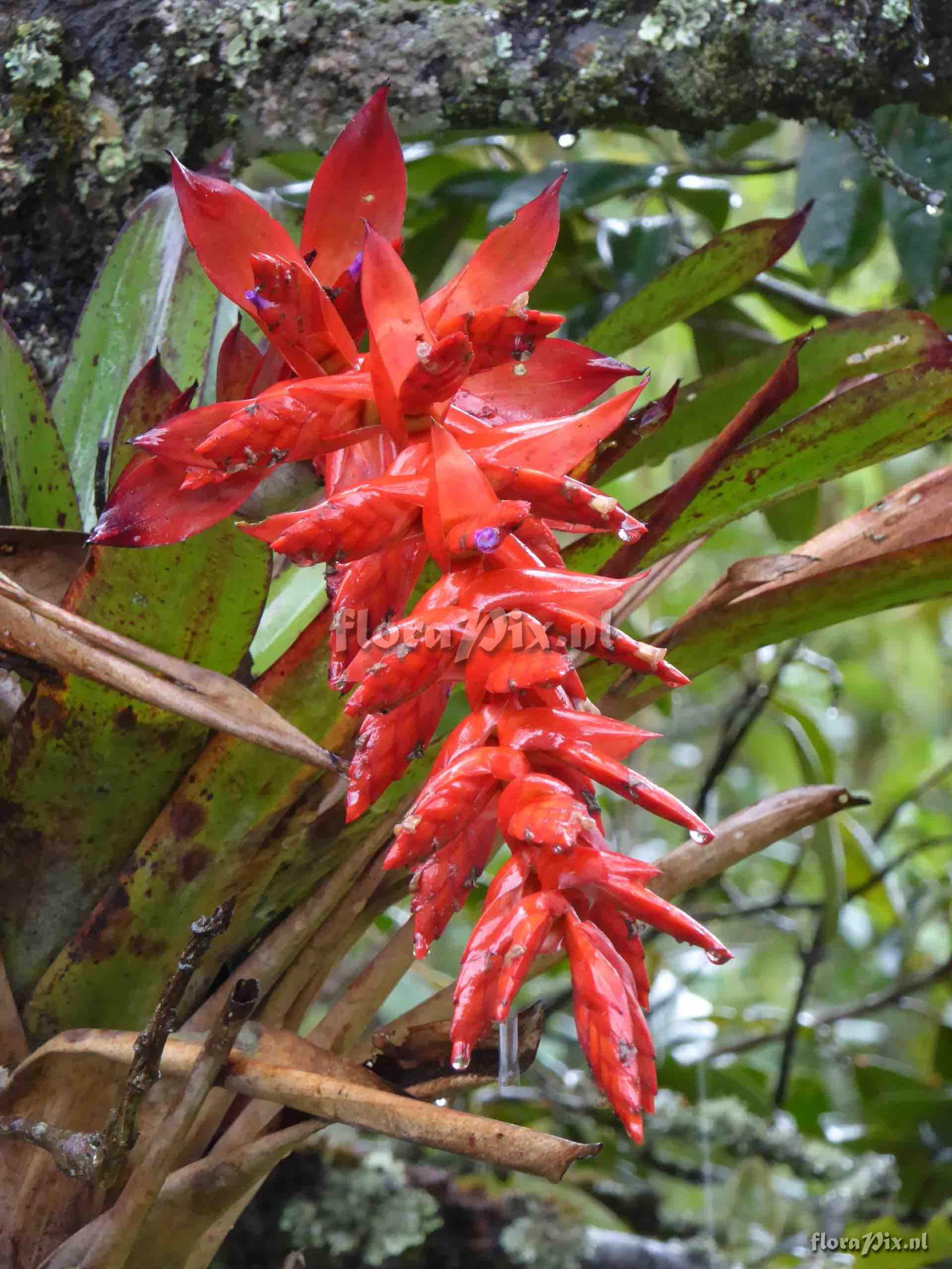 Tillandsia humboldtii