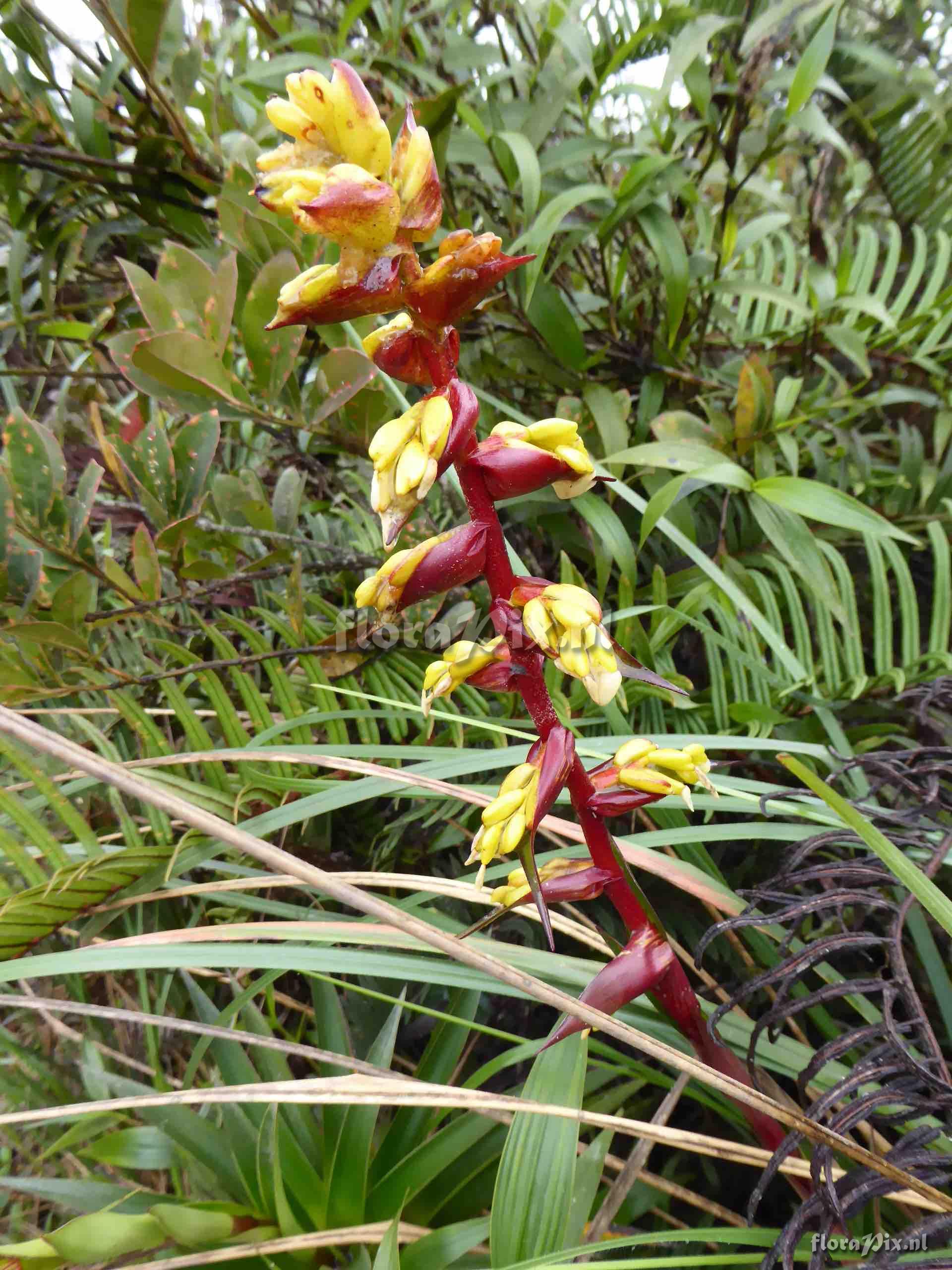 Guzmania sp. 