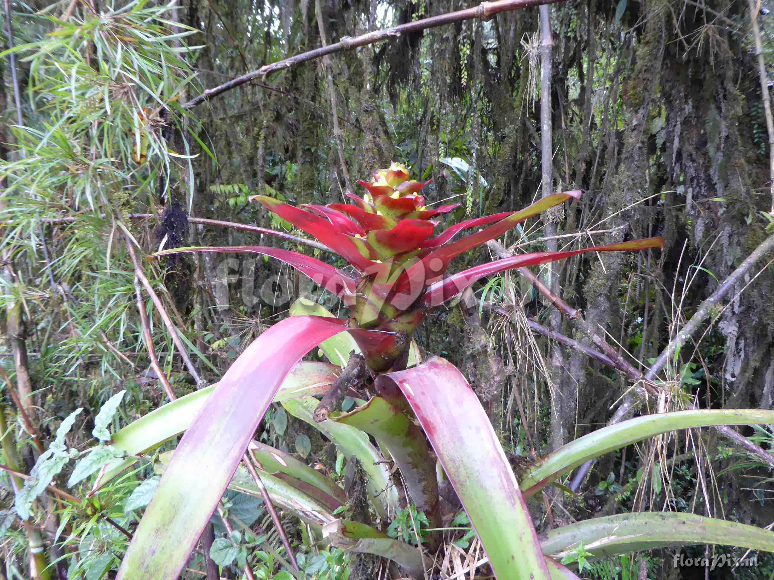 Guzmania squarrosa   