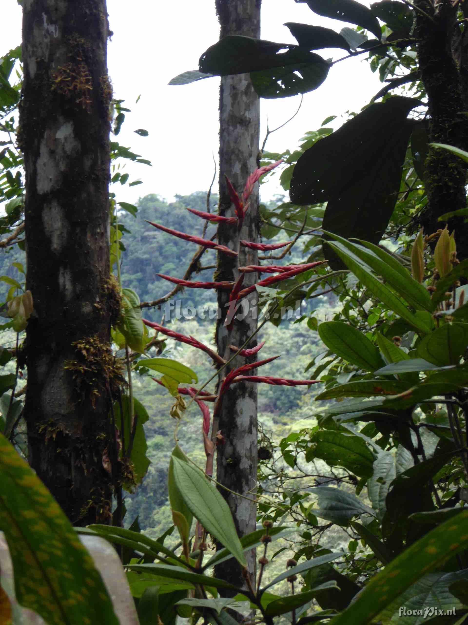 Guzmania regalis