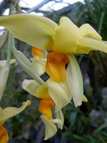 Stanhopea graveolens var. graveolens