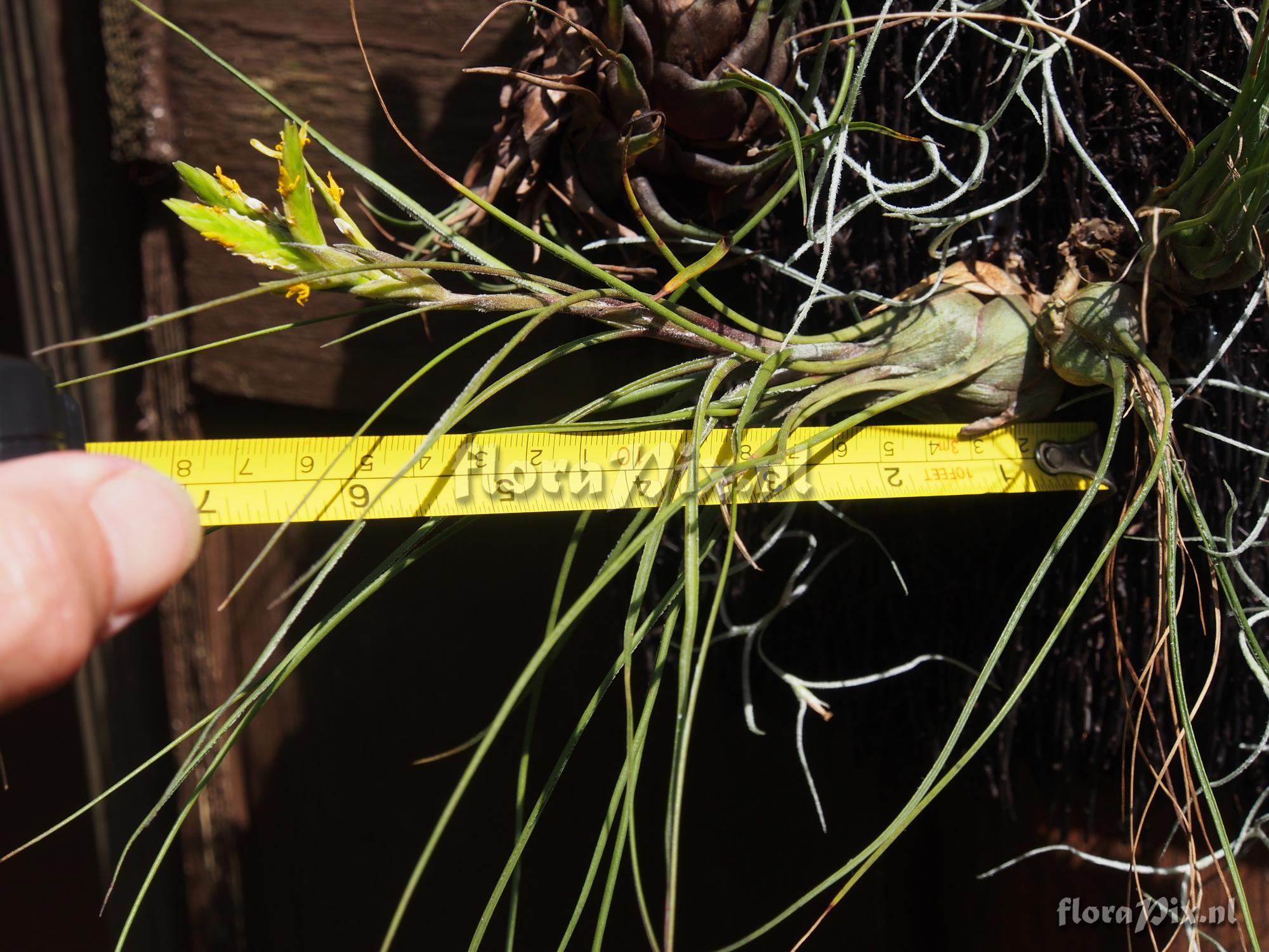 Tillandsia disticha