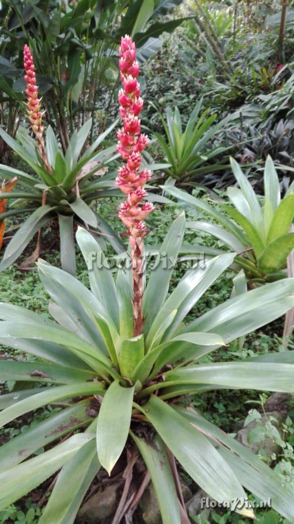 Mezobromelia capituligera