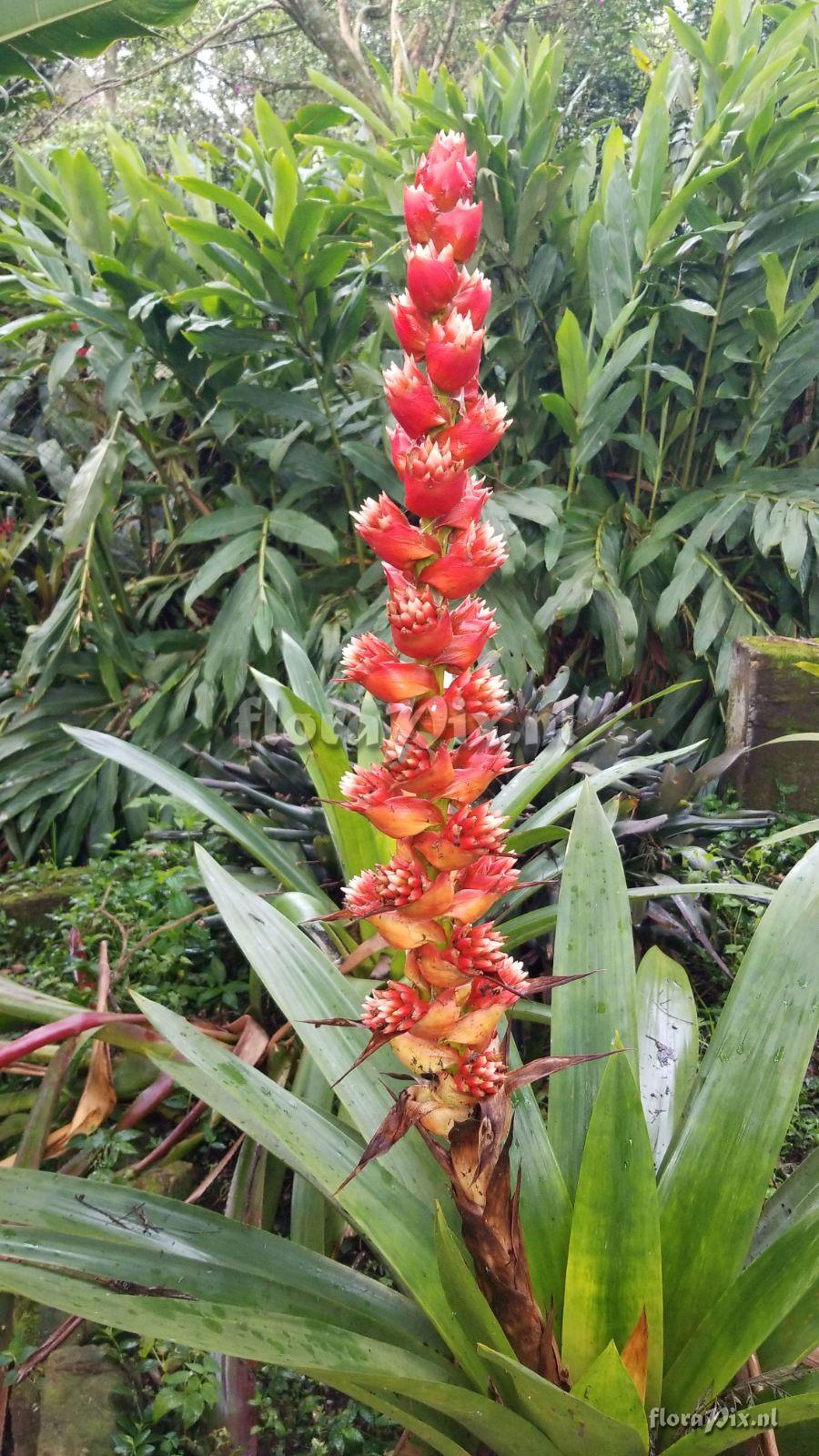 Mezobromelia capituligera