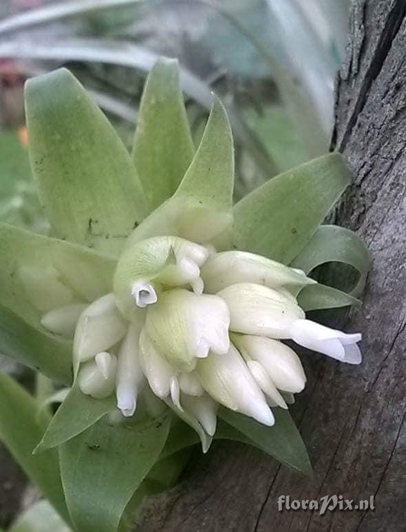 Tillandsia biflora