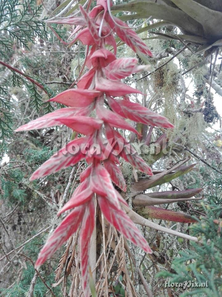 Tillandsia schultzei