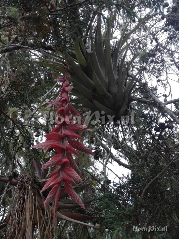 Tillandsia schultzei