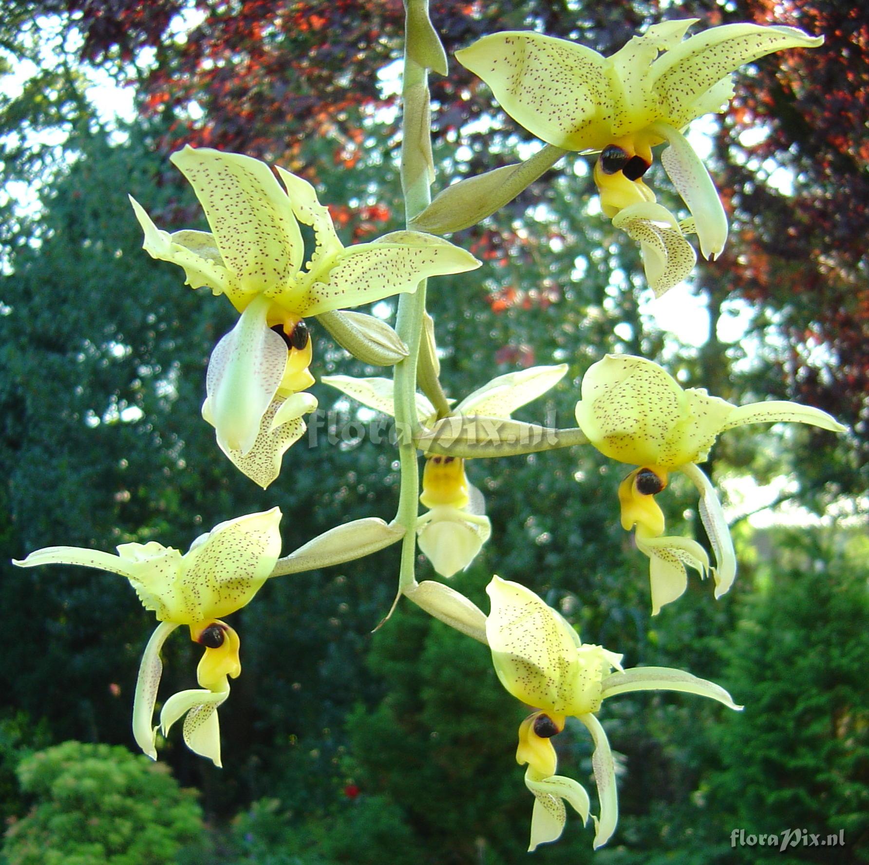 Stanhopea wardii