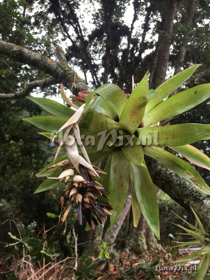 Tillandsia biflora