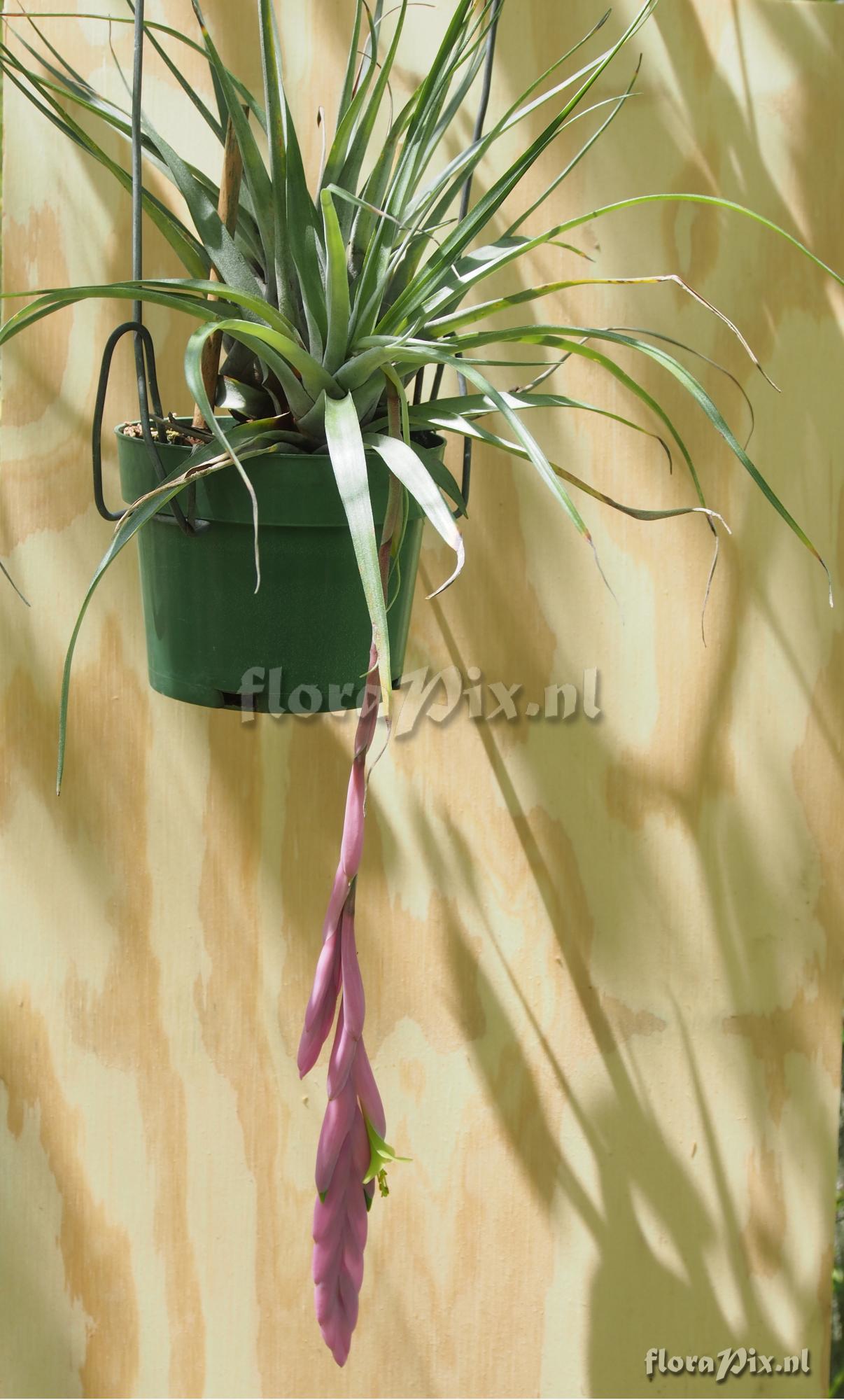 Tillandsia penduliscapa?