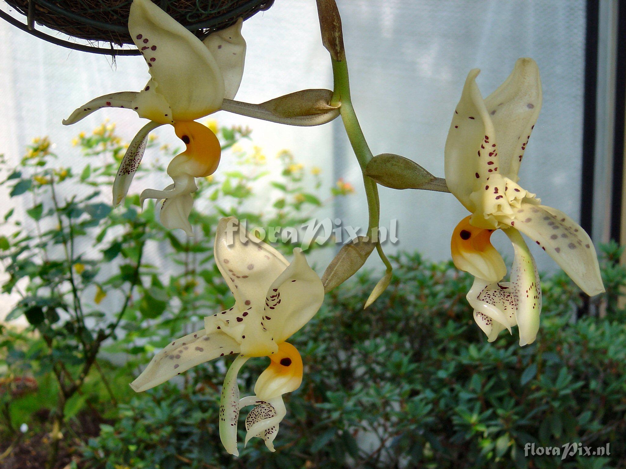 Stanhopea embreei