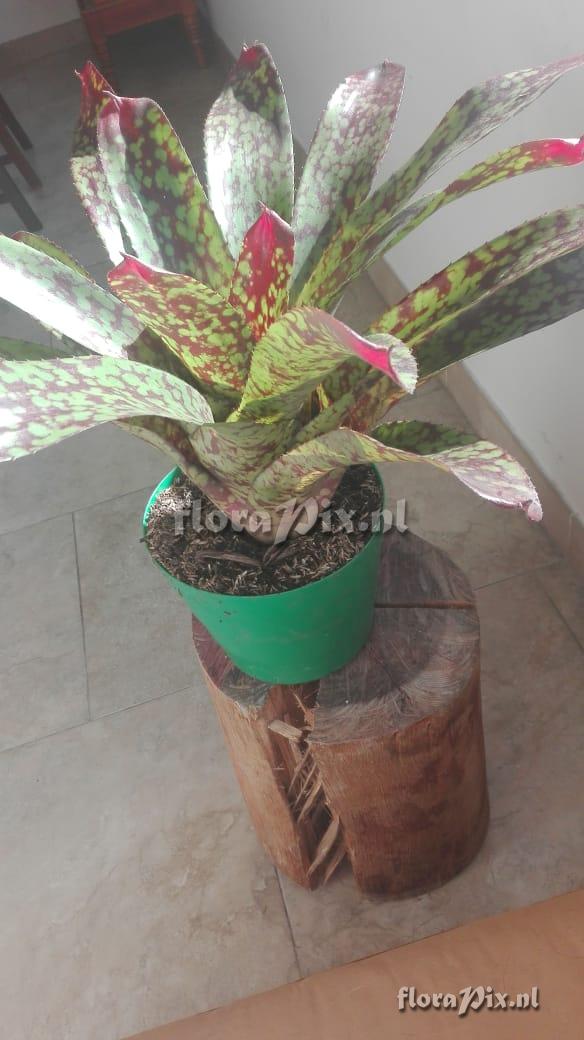 Neoregelia hybrid