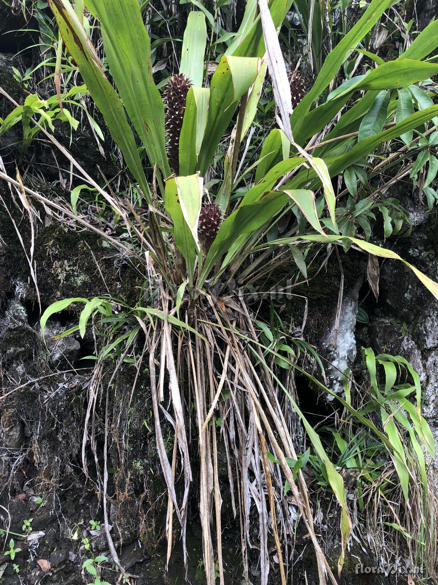 Pitcairnia funkiae