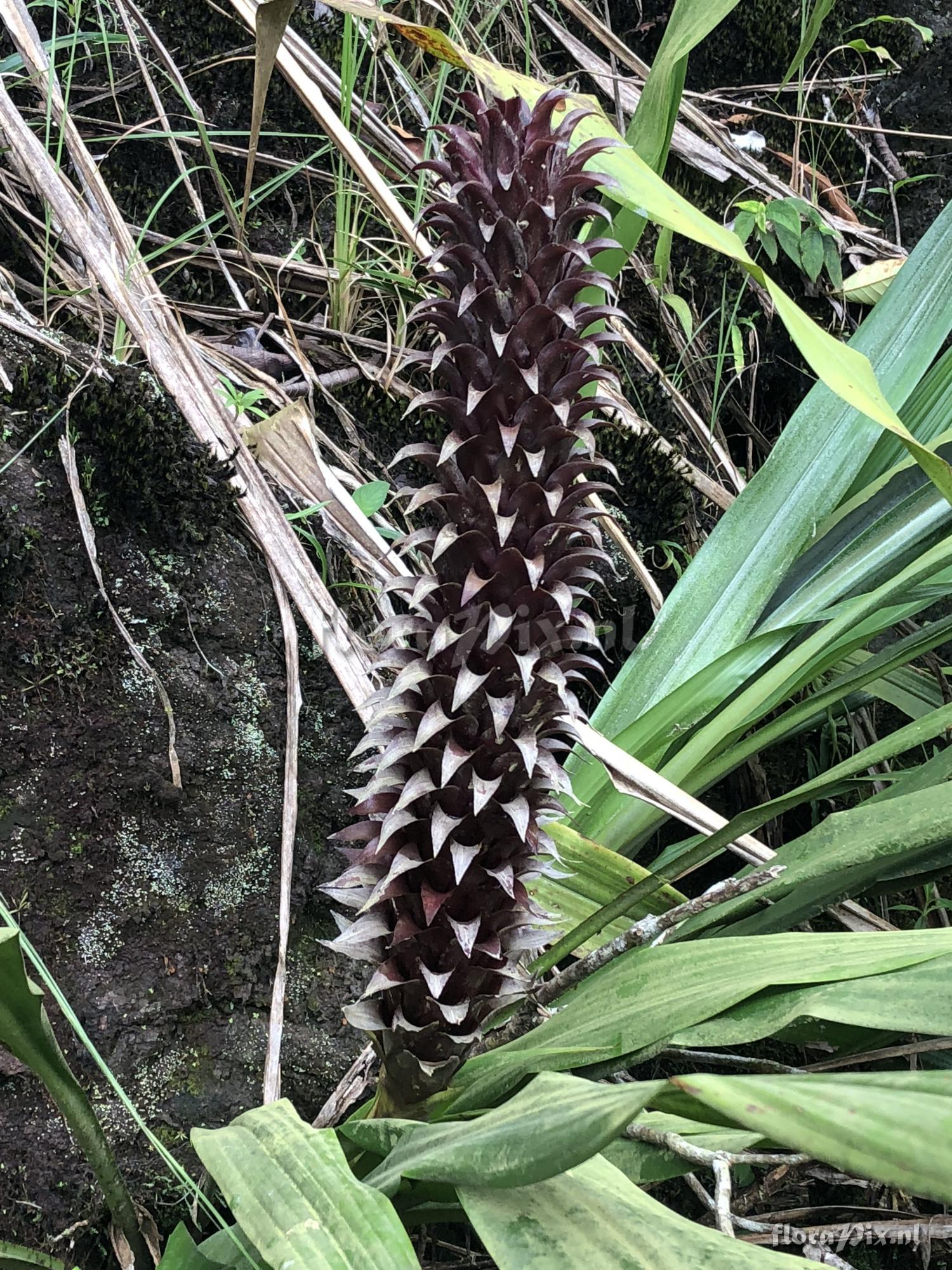 Pitcairnia funkiae