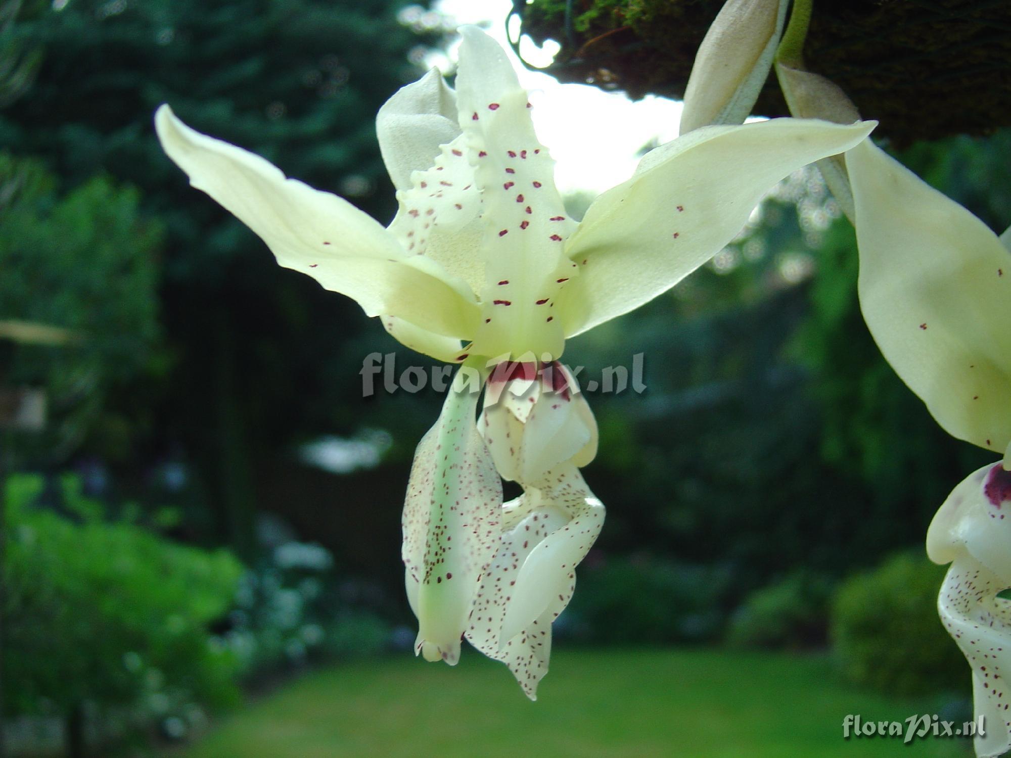 Stanhopea xytriophora