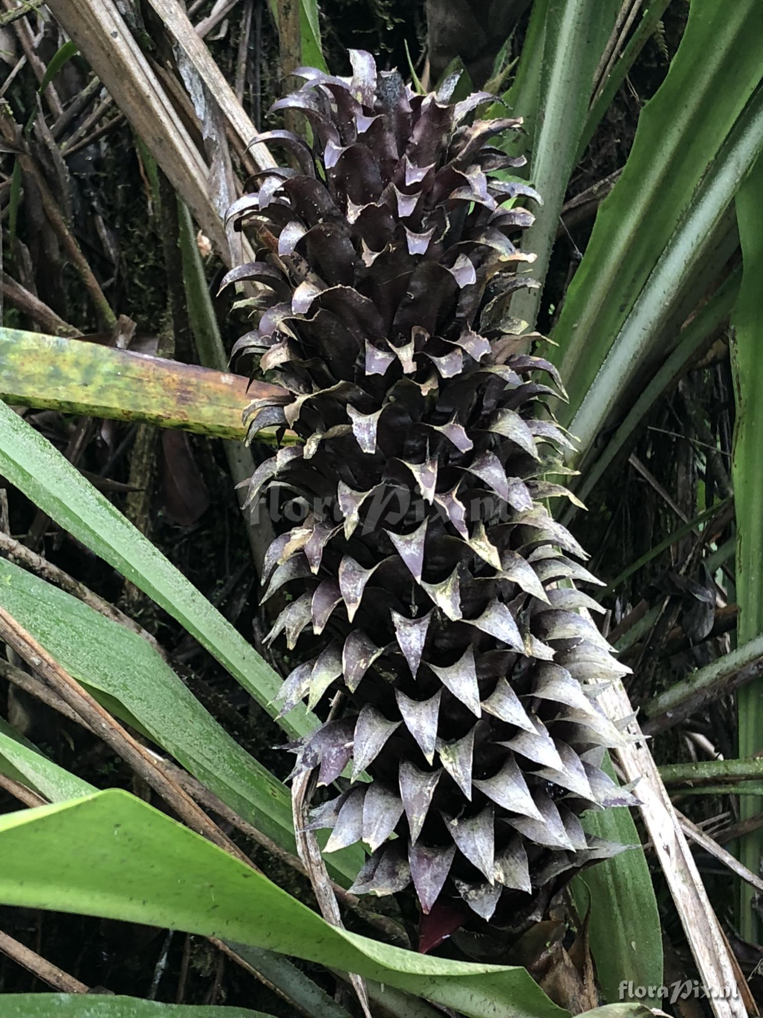 Pitcairnia funkiae