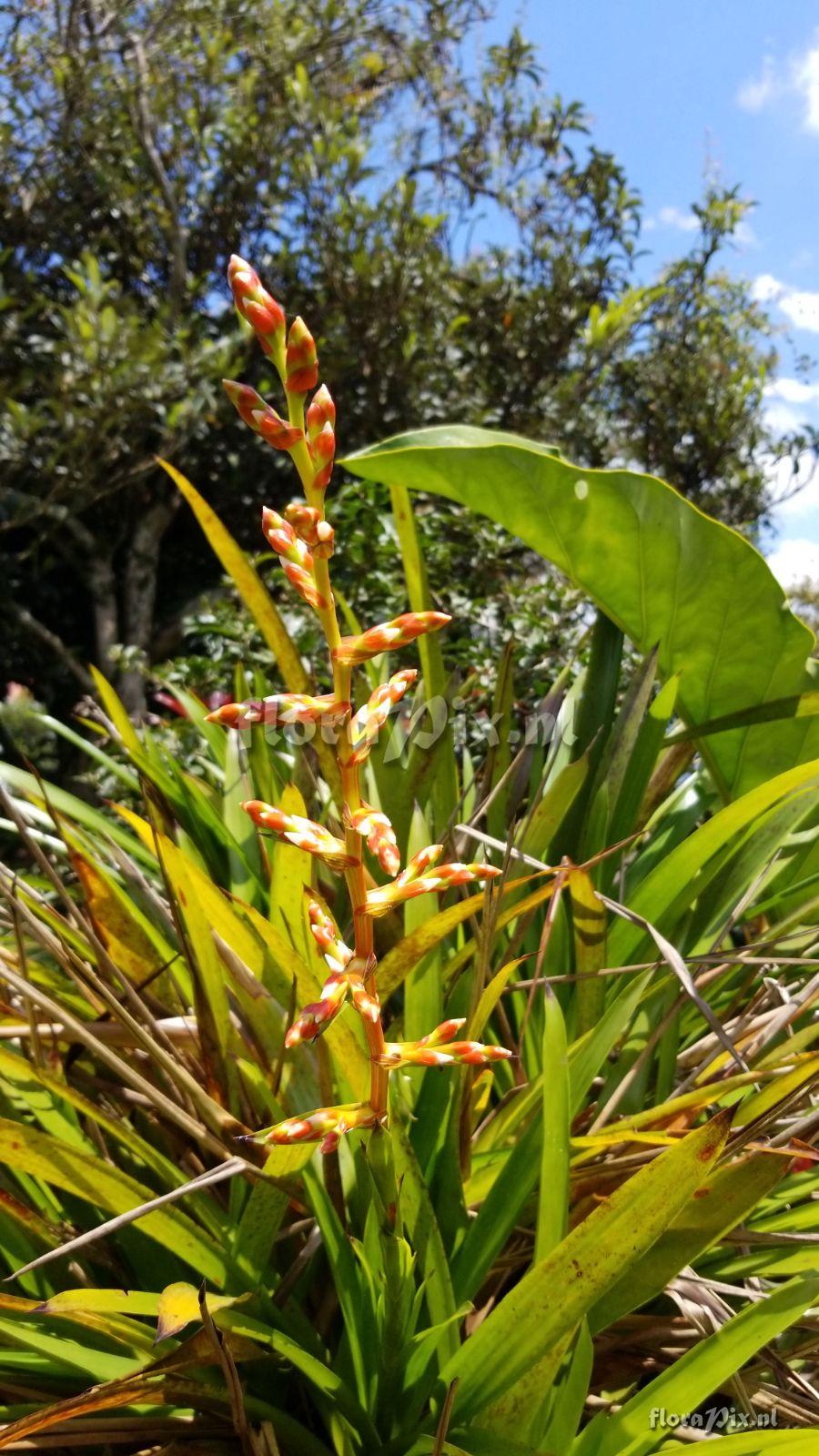 Guzmania Penny Wise