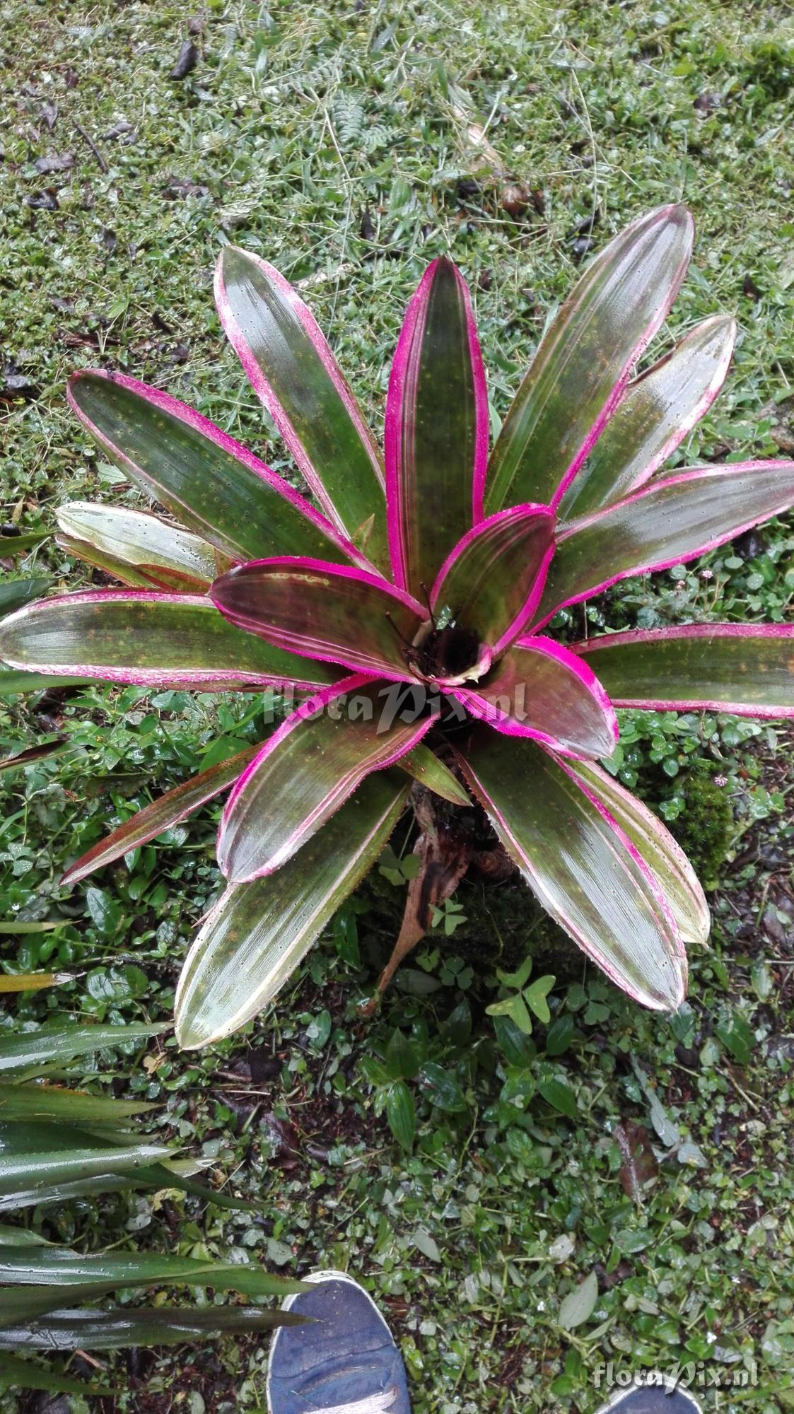 Aechmea lueddemanniana Mend