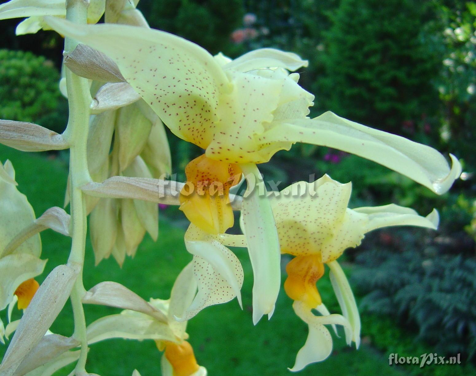 Stanhopea graveolens