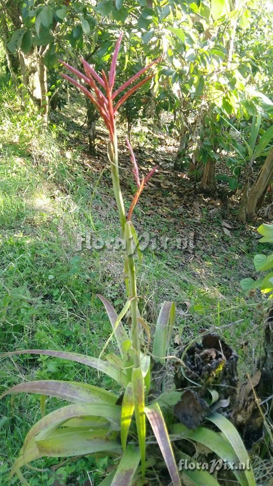 Pitcairnia huilensis?