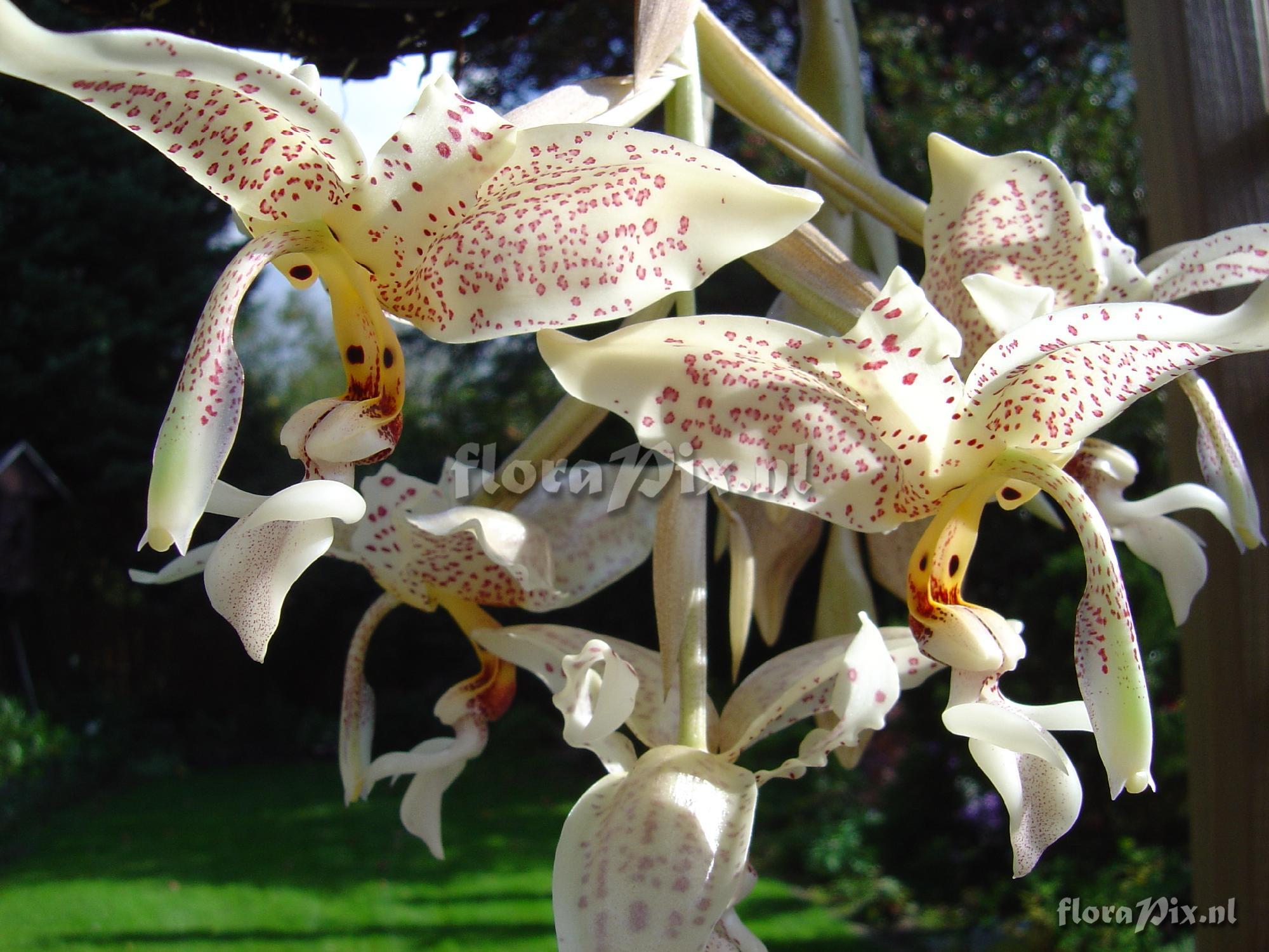 Stanhopea oculata