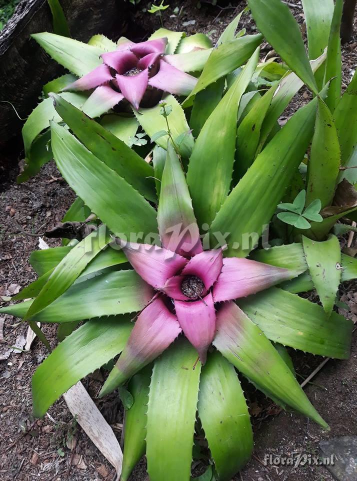 Neoregelia hybrid