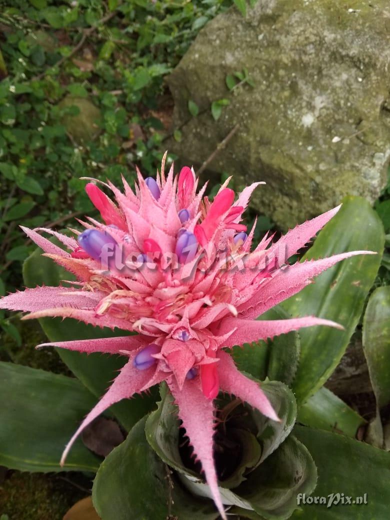 Aechmea fasciata