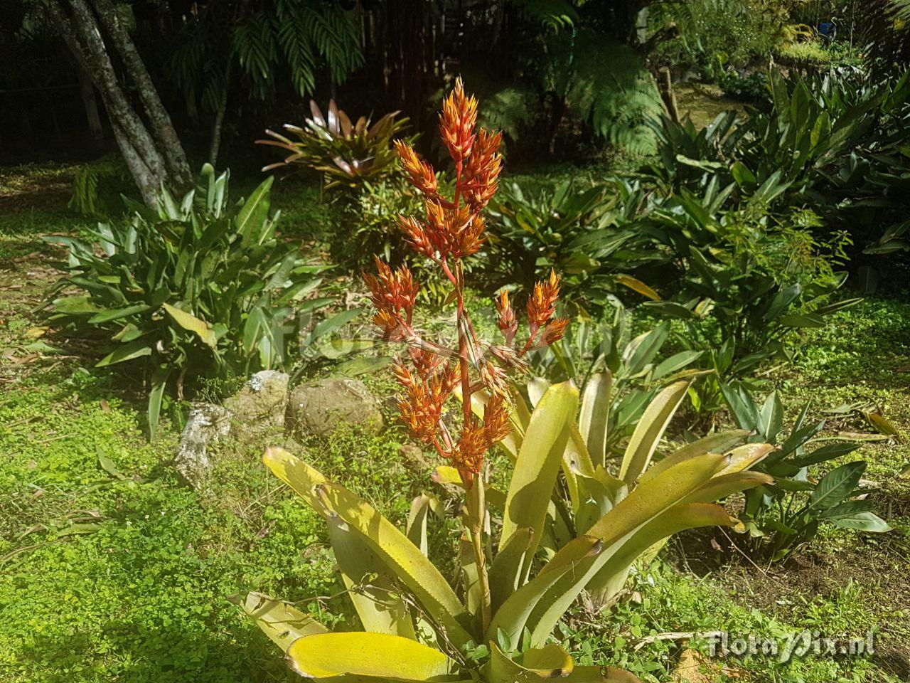 Aechmea aff. rubens