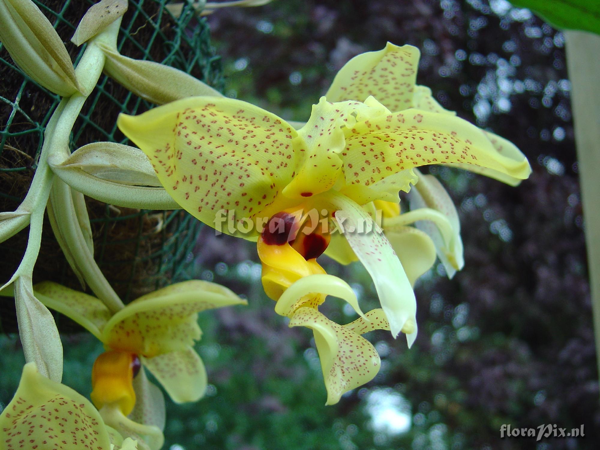 Stanhopea wardii