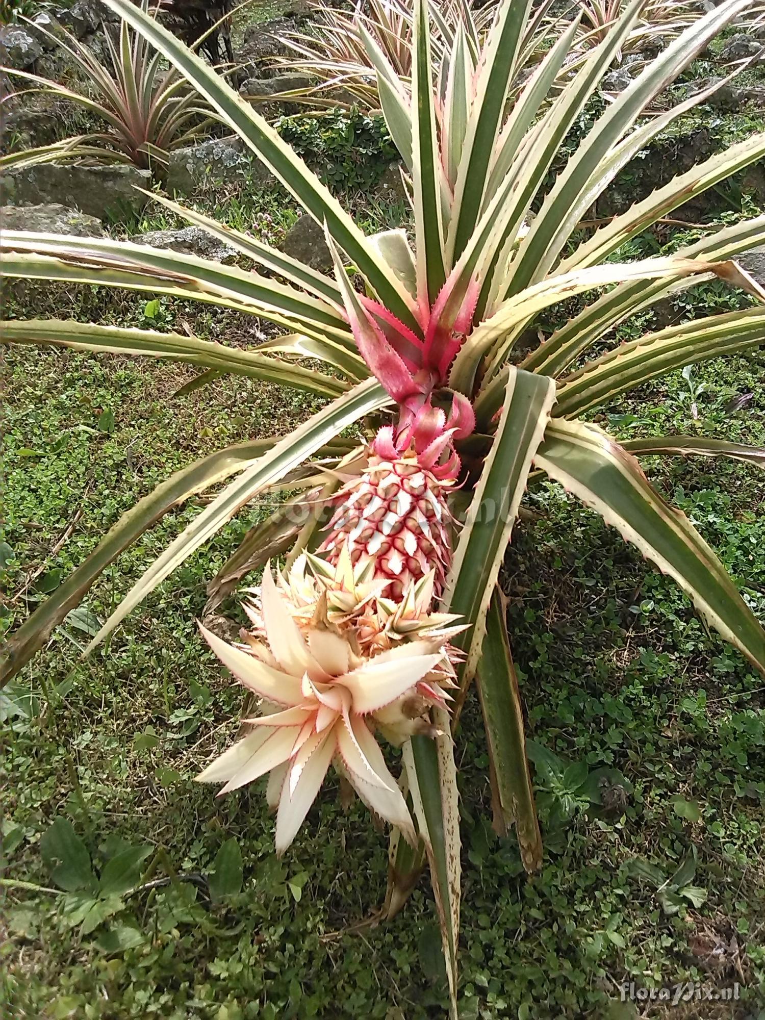 Ananas bracteatus