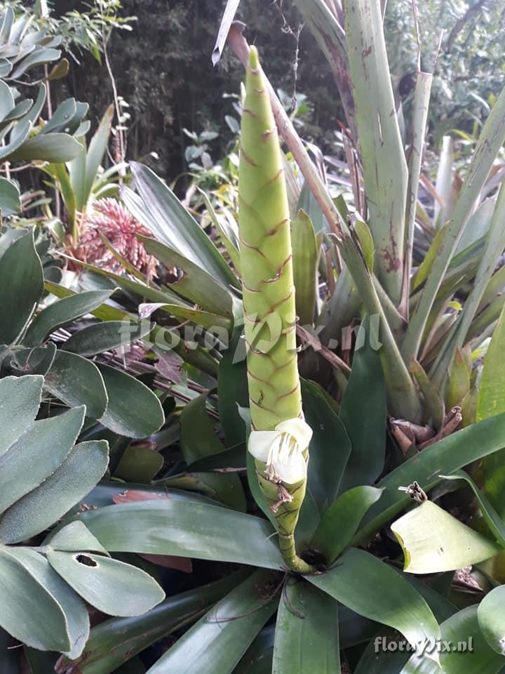 Werauhia gladioliflora