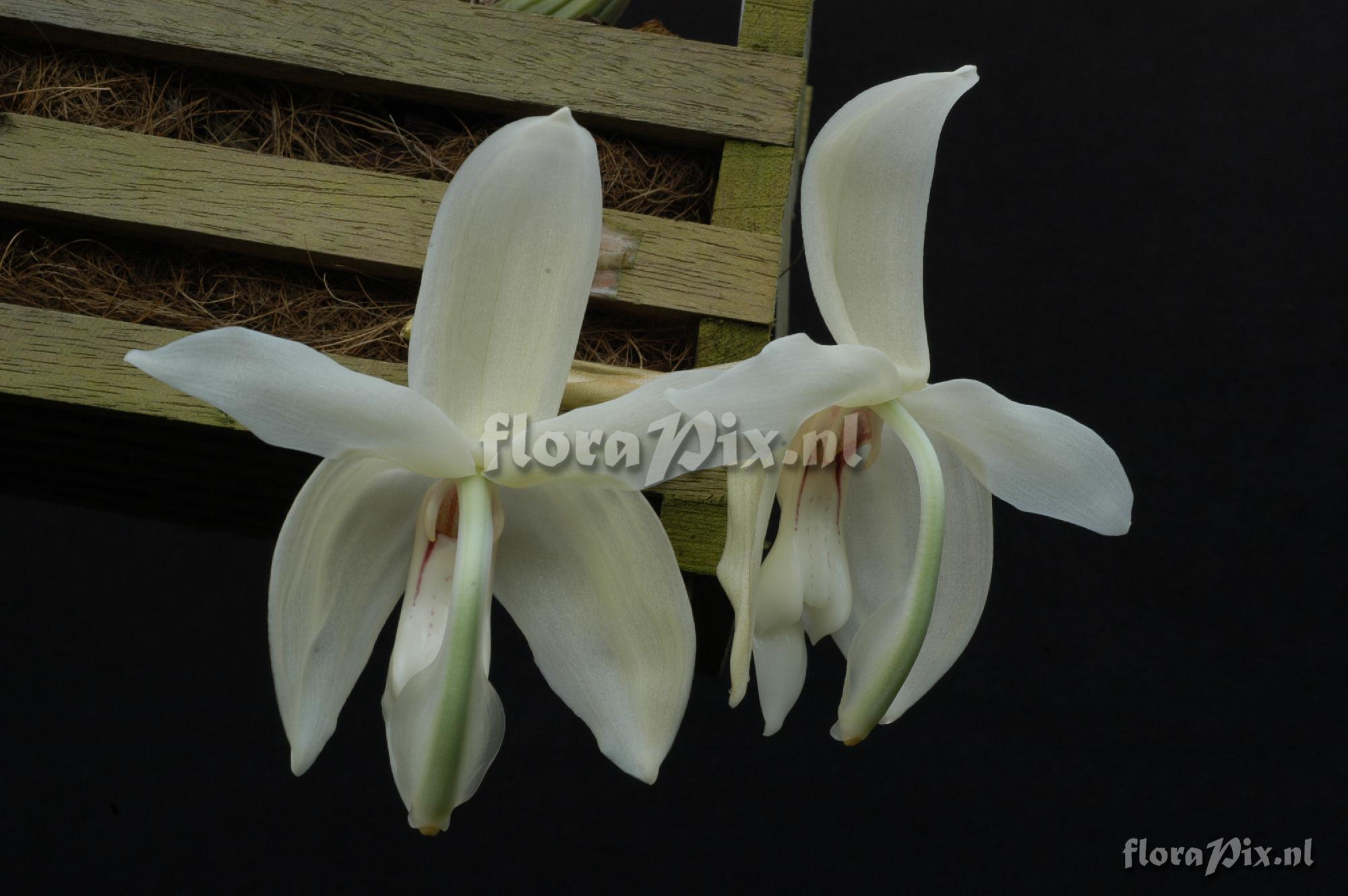 Stanhopea grandiflora