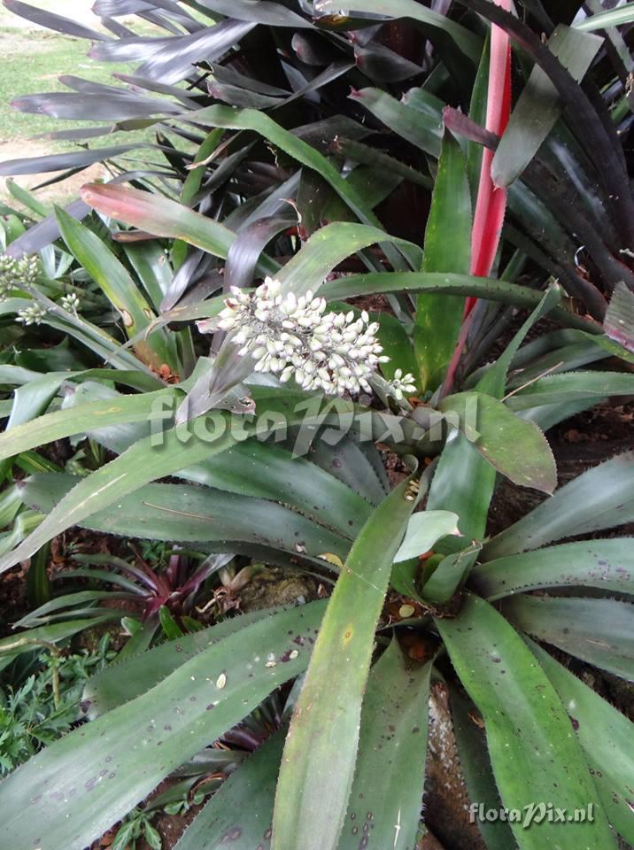 Aechmea luedemanniana