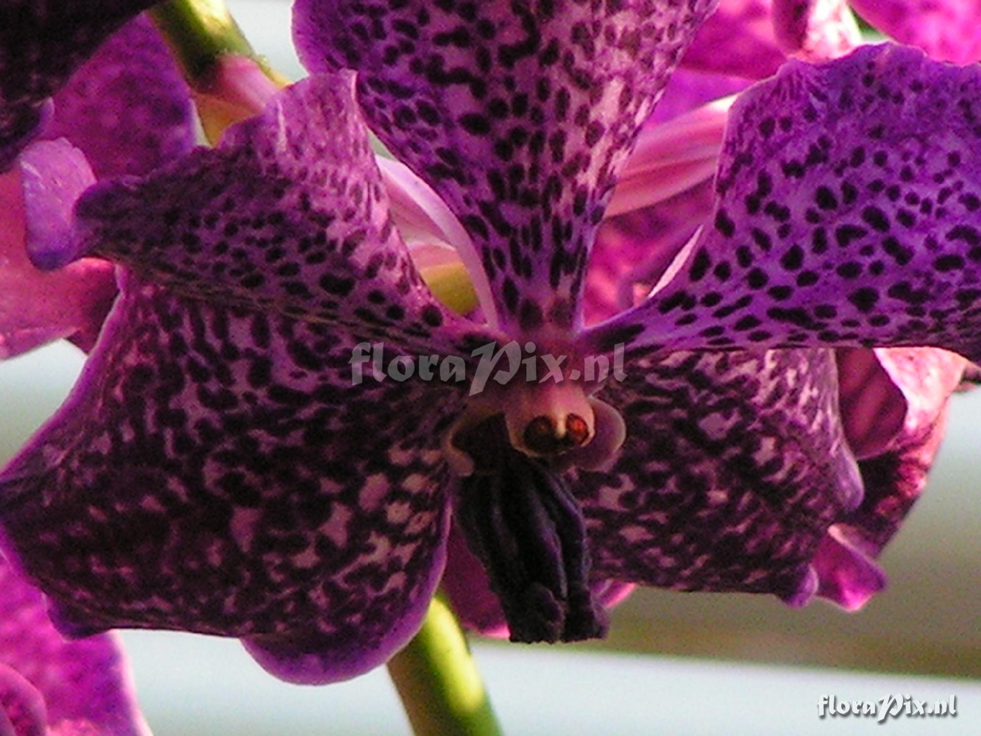 Cultivar Vanda hybride