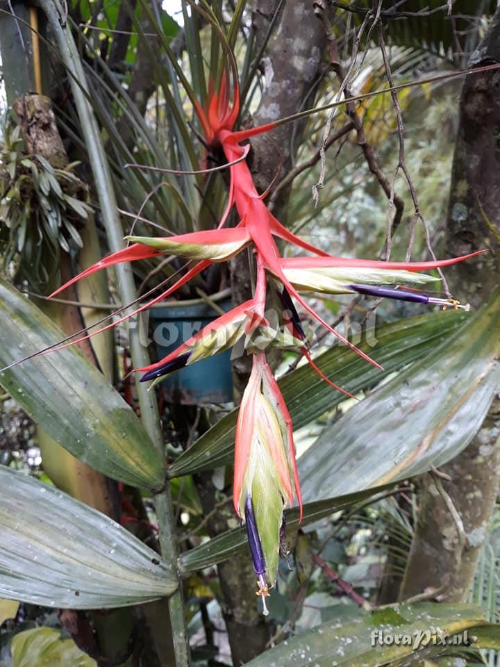 Tillandsia standleyi