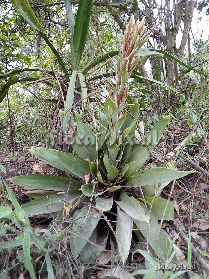 Tillandsia