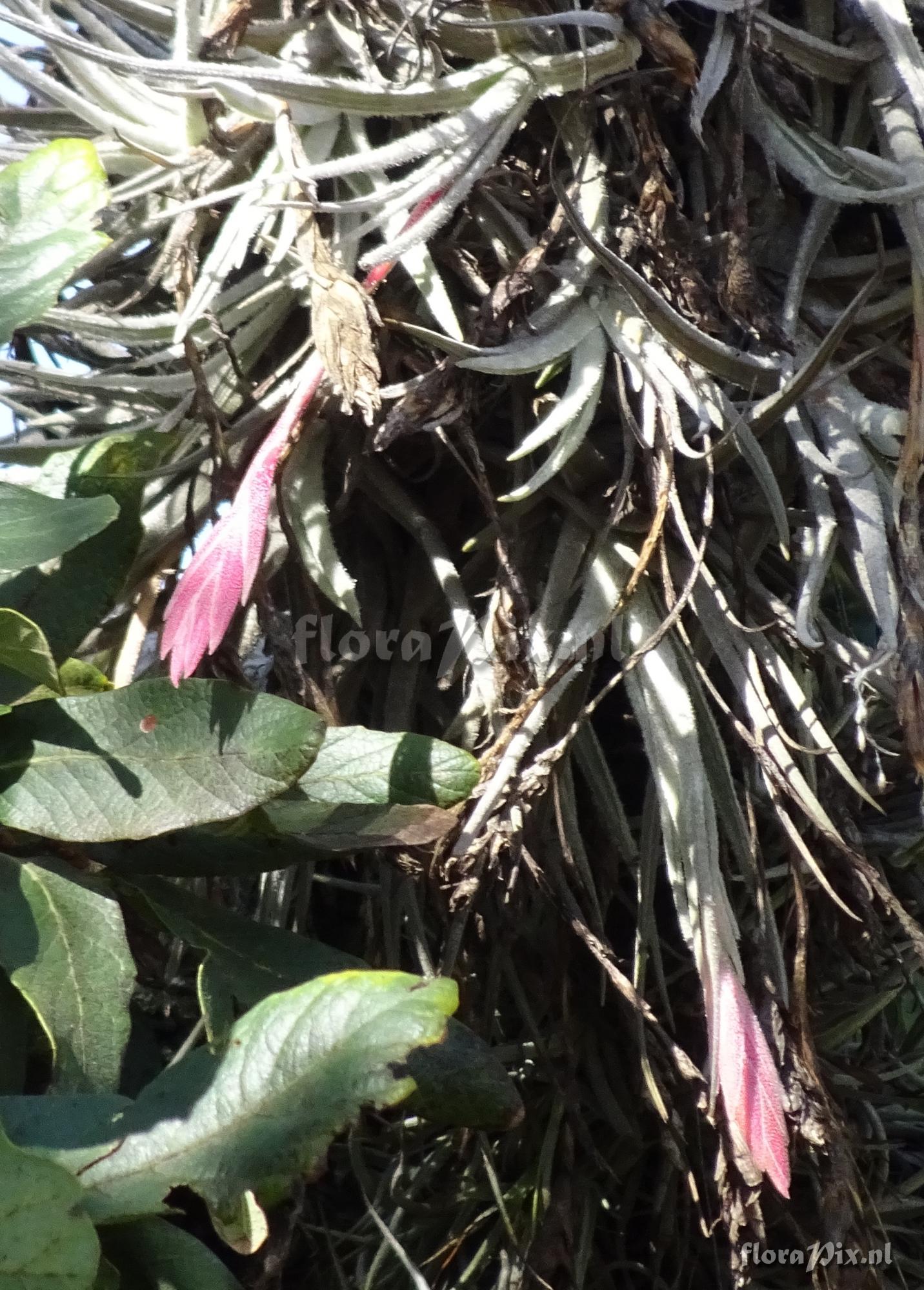 Tillandsia tortilis