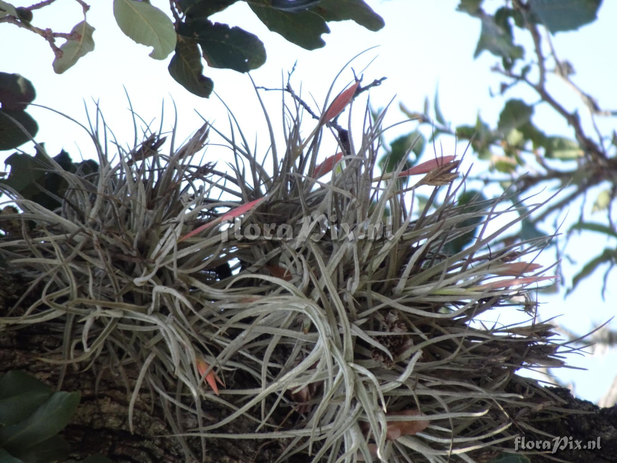 Tillandsia tortilis