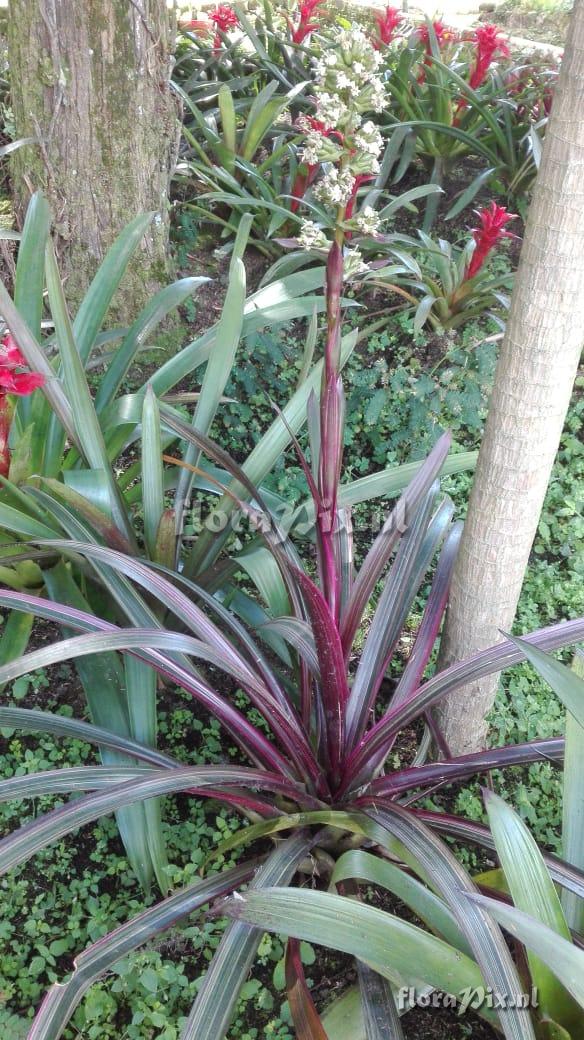 Guzmania aff. mitis