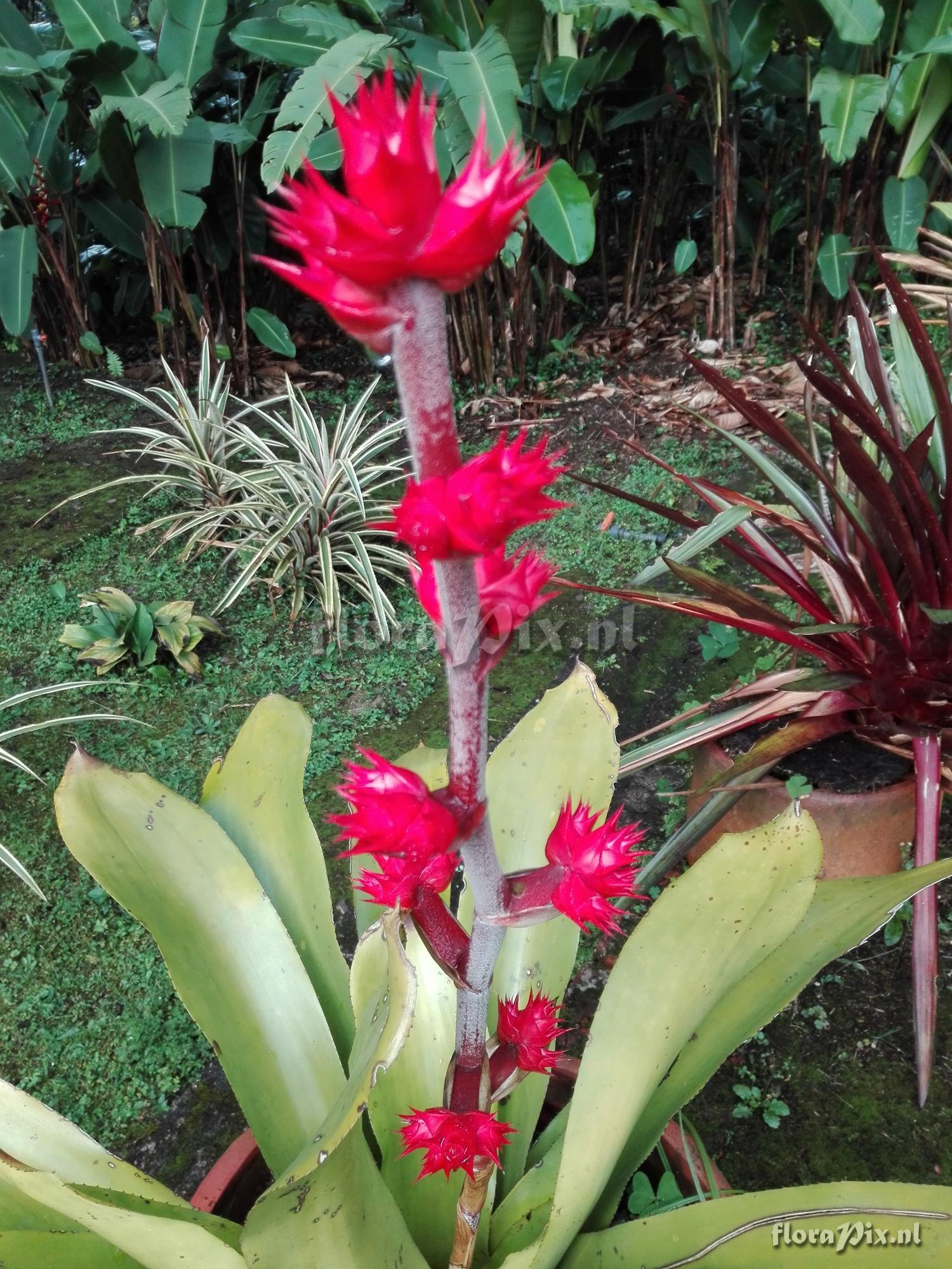 Hohenbergia stellata