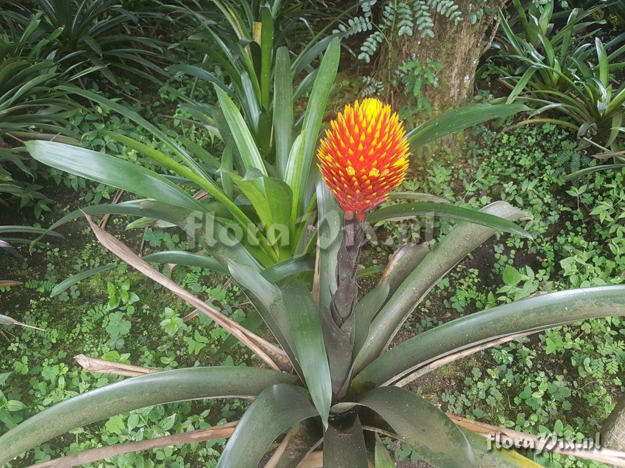 Guzmania conifera