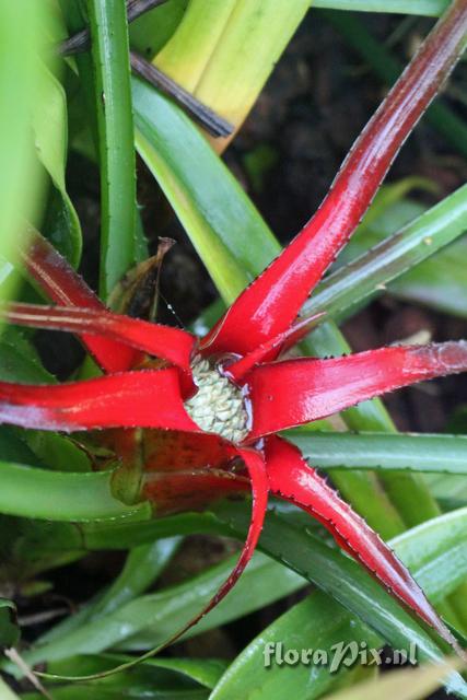 Neoregelia pendula var. brevifolia