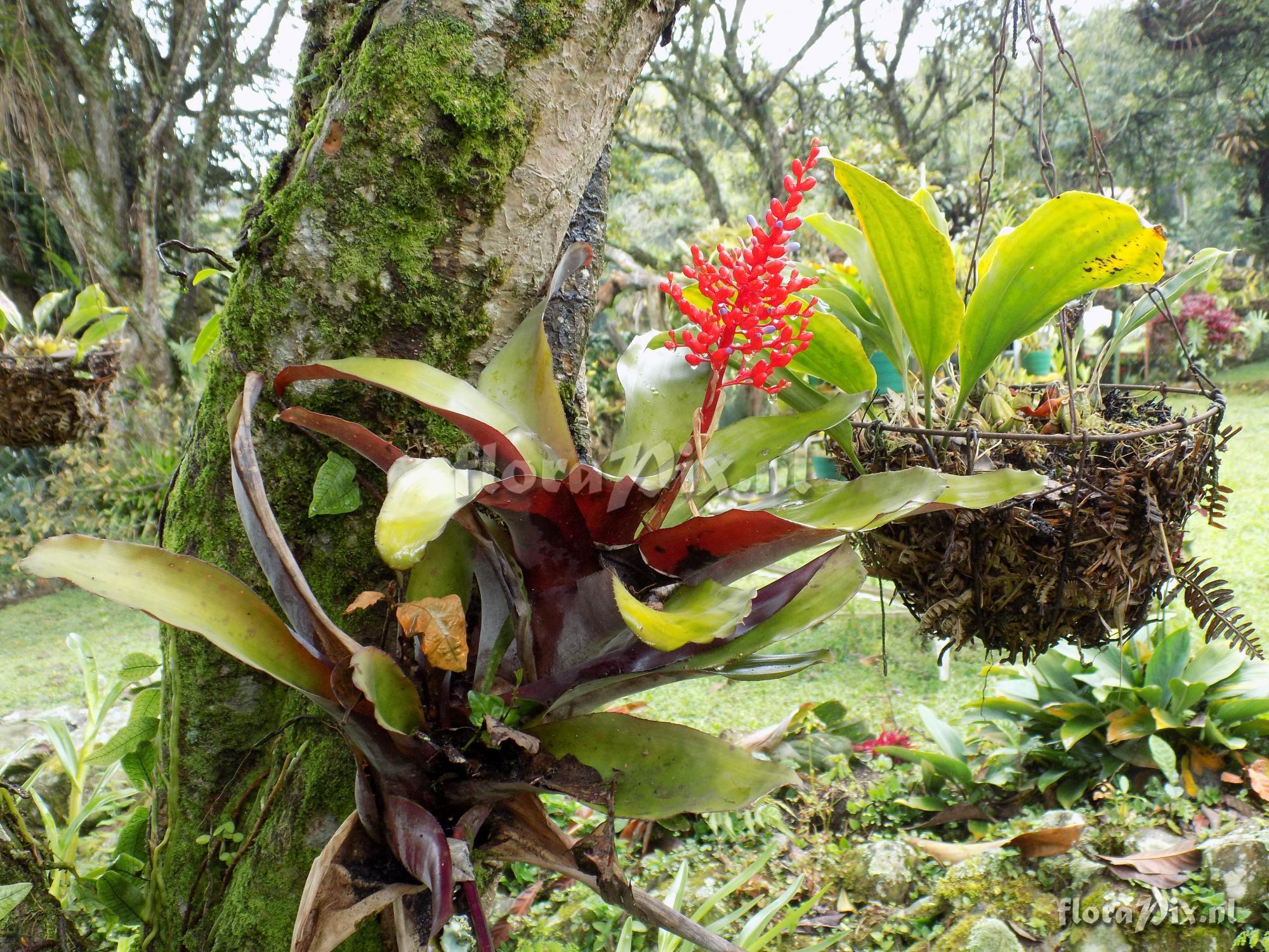 Aechmea fulgens